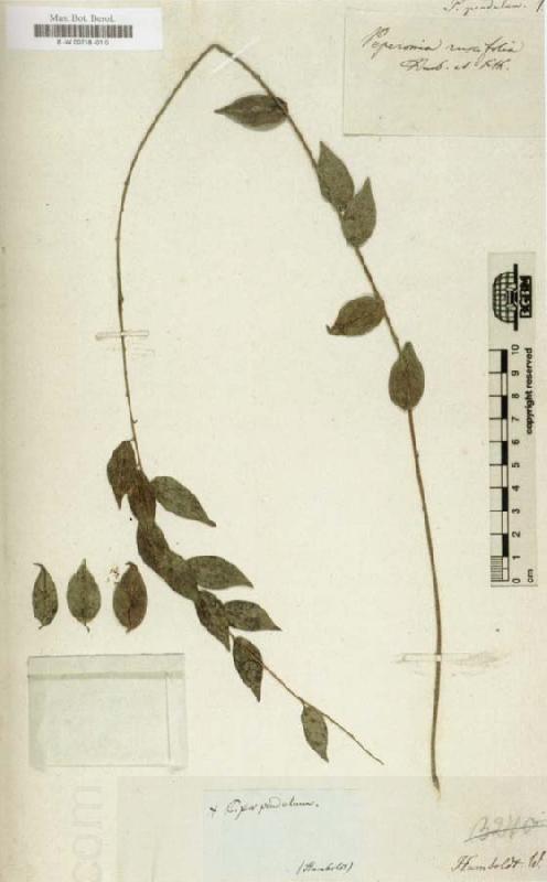 Alexander von Humboldt Herbarium China oil painting art